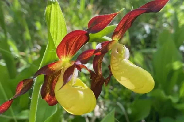 Rare orchid returns from brink of extinction
